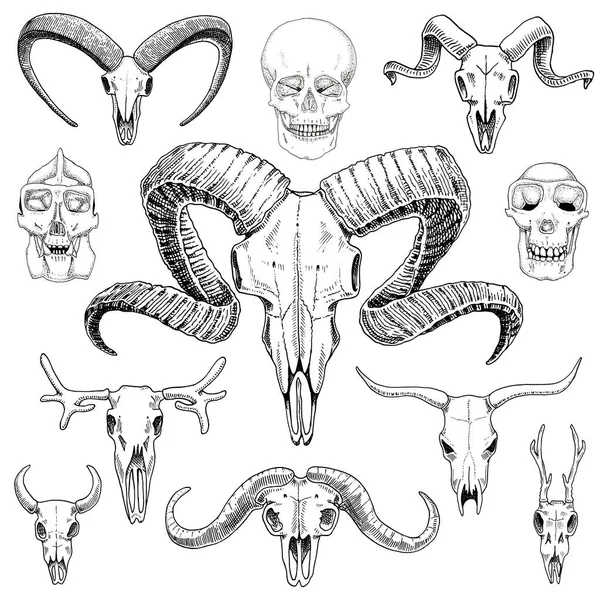 Anatomie illustratie. gegraveerde hand getrokken in oude schets en vintage stijl. schedel set of skelet. Bull en berggeit of buffalo. Dieren met hoorns. RAM of schapen. Elanden en reeën of bison. — Stockvector