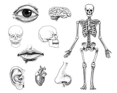 İnsan biyolojisi, anatomi illüstrasyon. oyulmuş elle eski kroki ve vintage tarzı çizilmiş. kafatası ya da iskelet siluet. Vücuttaki kemik. dudak ve burun kulak. beyin ve kalp.
