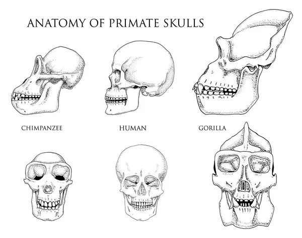 Människa och schimpans, gorilla. biologi och anatomi illustration. graverade handritad i gammal skiss och vintage stil. Monkey skalle eller skelett eller ben siluett. framsida eller ansikte och profil. — Stock vektor