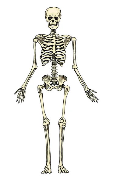 Humanbiologi, anatomi illustration. graverade handritad i gammal skiss och vintage stil. skelett siluett. Ben i kroppen. — Stock vektor