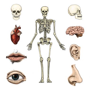 İnsan biyolojisi, anatomi illüstrasyon. oyulmuş elle eski kroki ve vintage tarzı çizilmiş. kafatası ya da iskelet siluet. Vücuttaki kemik. dudak ve burun kulak. beyin ve kalp.