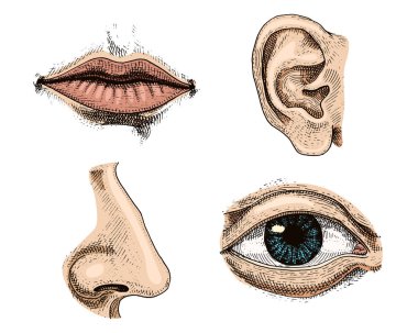 İnsan biyolojisi, organ anatomisi çizimi. Eski eskiz ve klasik tarzda oyulmuş el yazısı. Yüzü ya da dudakları, kulakları, gözleri ya da manzarası, burnu ile bak..
