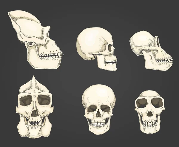 Humano e chimpanzé, gorila. Biologia e anatomia ilustração. mão gravada desenhada em esboço antigo e estilo vintage. crânio ou esqueleto de macaco ou silhueta de ossos. vista frontal ou face e perfil . —  Vetores de Stock