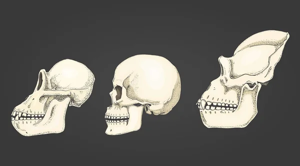 Emberi és a csimpánz, a gorilla. biológia és anatómia illusztráció. vésett kézzel készült régi vázlat és vintage stílusban. majom koponya és csontváz vagy csontok sziluettje. nézet vagy az arc vagy a profil. — Stock Vector