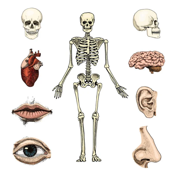 Biología humana, ilustración de anatomía. mano grabada dibujada en antiguo boceto y estilo vintage. silueta de cráneo o esqueleto. Huesos del cuerpo. labios y oreja con nariz. cerebro y corazón . — Vector de stock