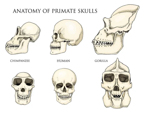 Emberi és a csimpánz, a gorilla. biológia és anatómia illusztráció. vésett kézzel készült régi vázlat és vintage stílusban. majom koponya és csontváz vagy csontok sziluettje. Elülső nézet vagy az arc és a profil. — Stock Vector