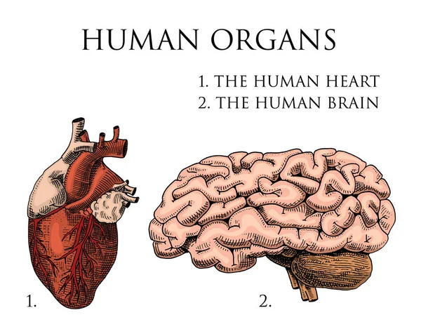 Biología humana, ilustración de anatomía de órganos. mano grabada dibujada en antiguo boceto y estilo vintage. cuerpo cerebro detallado o pericranio y corazón o alma . — Vector de stock