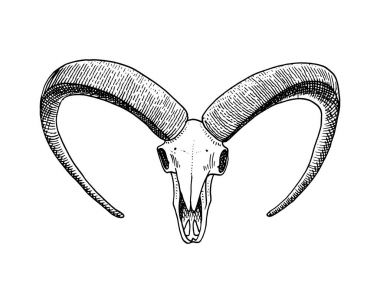 Biyoloji veya anatomi illüstrasyon. oyulmuş elle eski kroki ve vintage tarzı çizilmiş. kafatası ya da iskelet siluet. dağ keçisi. Boynuzlu hayvanlar.