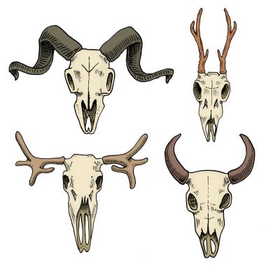 Biyoloji veya anatomi illüstrasyon. oyulmuş elle eski kroki ve vintage tarzı çizilmiş. kafatası ya da iskelet siluet. Dağ keçisi, geyik ve Karaca, bizon Boynuzlu hayvanlar.