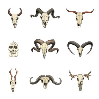 Anatomi illüstrasyon. oyulmuş elle eski kroki ve vintage tarzı çizilmiş. Kafatası kümesi veya iskelet. Boğa ve dağ keçisi veya buffalo. Hayvan boynuzları. RAM veya koyun. Geyik ve Karaca veya bison.