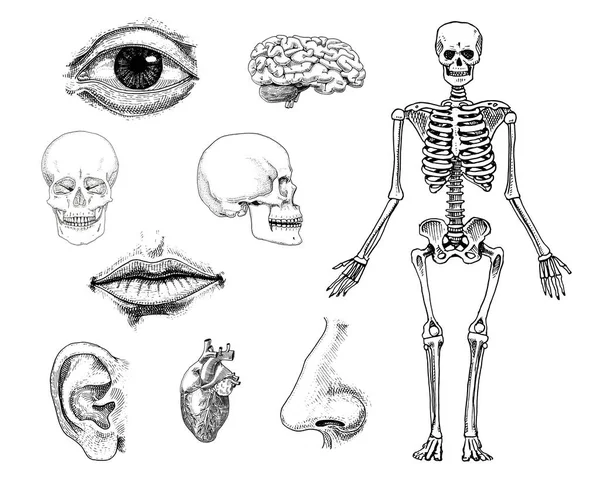 Humanbiologie, Illustration der Anatomie. Handgezeichnet in alter Skizze und im Vintage-Stil. Totenkopf oder Skelettsilhouette. Knochen des Körpers. Lippen und Ohr mit Nase. Gehirn und Herz. — Stockvektor