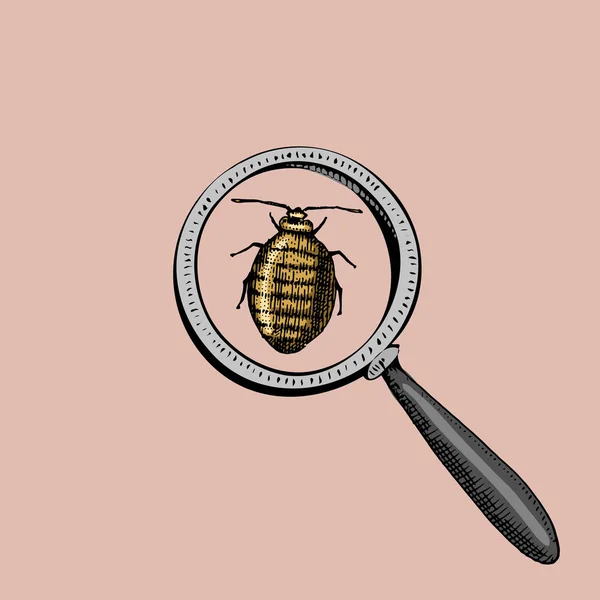 Kever onder de Magnify glas en virus of lady bug. Insect pictogram. gegraveerde hand getrokken in oude schets en vintage symbolen. — Stockvector