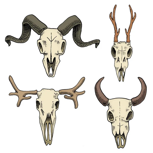 Biologia ou ilustração anatômica. mão gravada desenhada em esboço antigo e estilo vintage. silhueta de crânio ou esqueleto. Alce e corça veados, bisonte ou cabra de montanha. Animais com chifres . — Vetor de Stock