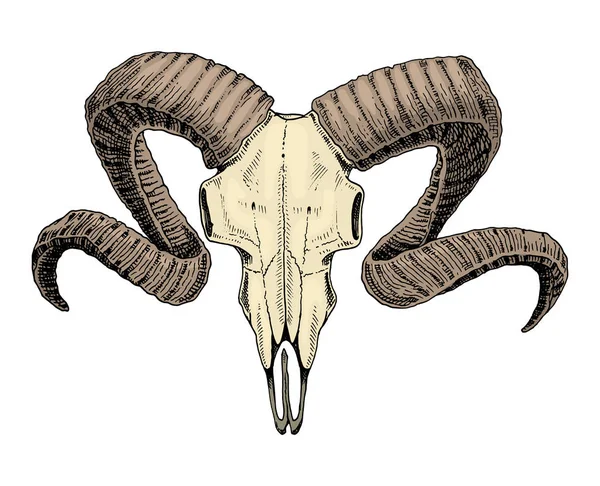 Biologie of anatomie illustratie. gegraveerde hand getrokken in oude schets en vintage stijl. schedel of skelet silhouet. RAM-geheugen of schapen- en schapenvlees. Dieren met hoorns. — Stockvector