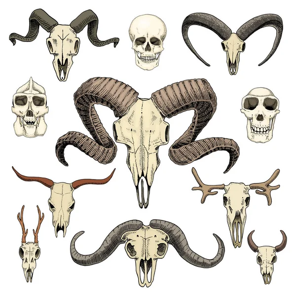 Anatomy illustration. engraved hand drawn in old sketch and vintage style. skull set or skeleton. Bull and mountain goat or buffalo. Animals with horns. ram or sheep. Elk and roe deer or bison. — Stock Vector