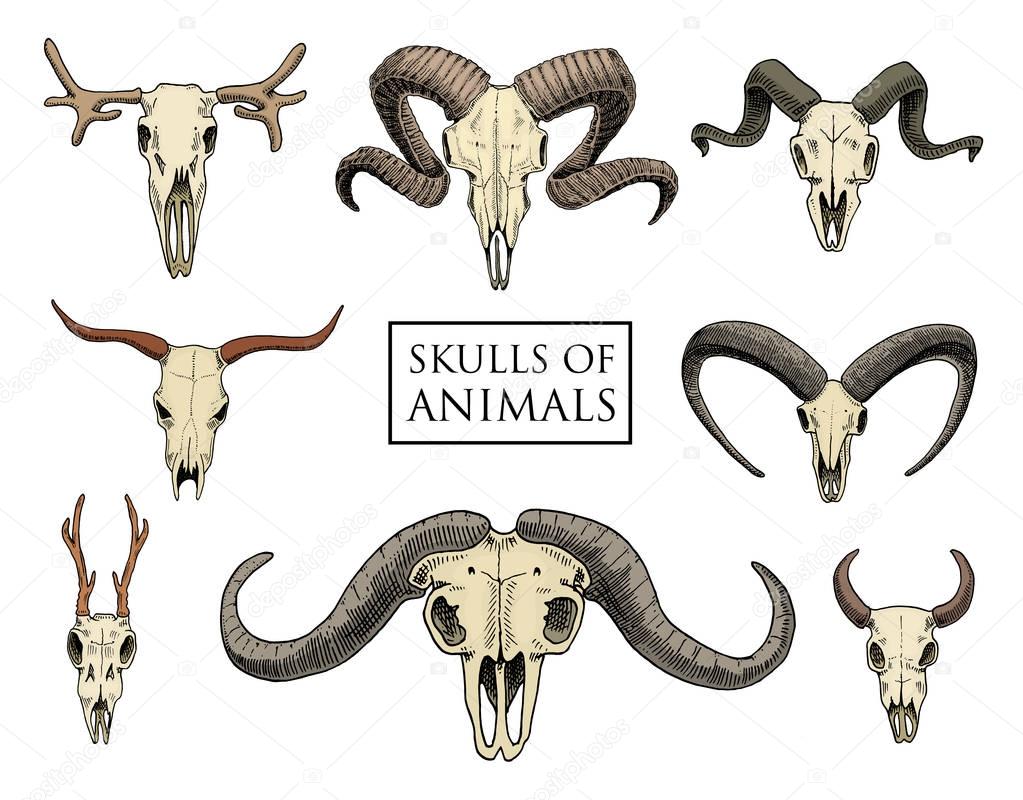anatomy illustration. engraved hand drawn in old sketch and vintage style. skull set or skeleton. Bull and mountain goat or buffalo. Animals with horns. ram or sheep. Elk and roe deer or bison.