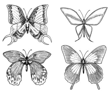 dövme ya da boho t-shirt veya scrapbooking tasarım. Özgürlük ve seyahat mistik ezoterik sembolü. Kelebek veya böcek kroki. böcekbilime koleksiyonu. oyulmuş elle çizilmiş eski kroki ve vintage tarzı