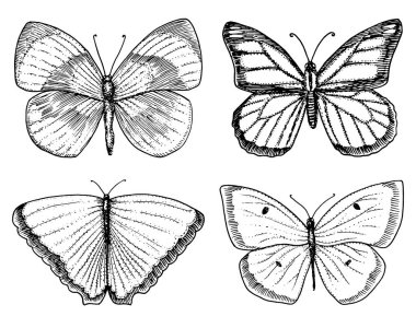 dövme ya da boho t-shirt veya scrapbooking tasarım. Özgürlük ve seyahat mistik ezoterik sembolü. Kelebek veya böcek kroki. böcekbilime koleksiyonu. oyulmuş elle çizilmiş eski kroki ve vintage tarzı