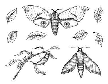 dövme ya da boho t-shirt veya scrapbooking tasarım. Özgürlük ve seyahat mistik ezoterik sembolü. Kelebek veya böcek kroki. böcekbilime koleksiyonu. oyulmuş elle çizilmiş eski kroki ve vintage tarzı