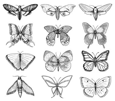 dövme ya da boho t-shirt veya scrapbooking tasarım. Özgürlük ve seyahat mistik ezoterik sembolü. Kelebek veya böcek kroki. böcekbilime koleksiyonu. oyulmuş elle çizilmiş eski kroki ve vintage tarzı