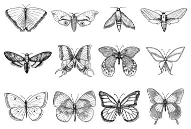 dövme ya da boho t-shirt veya scrapbooking tasarım. Özgürlük ve seyahat mistik ezoterik sembolü. Kelebek veya böcek kroki. böcekbilime koleksiyonu. oyulmuş elle çizilmiş eski kroki ve vintage tarzı