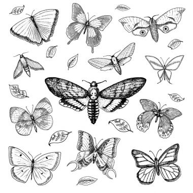 dövme ya da boho t-shirt veya scrapbooking tasarım. Özgürlük ve seyahat mistik ezoterik sembolü. Kelebek veya böcek kroki. böcekbilime koleksiyonu. oyulmuş elle çizilmiş eski kroki ve vintage tarzı