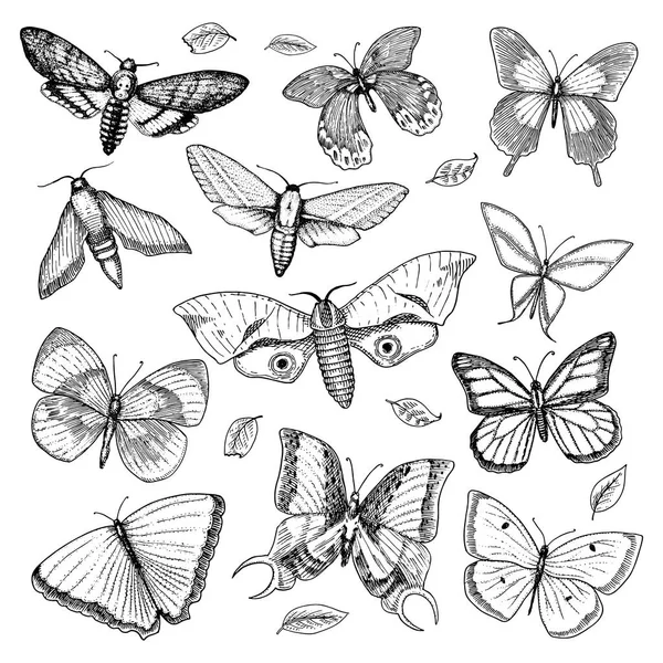 Tatouage ou boho t-shirt ou scrapbooking design. Symbole ésotérique mystique de liberté et de voyage. croquis papillon ou insecte. collection entomologique. gravé à la main dessiné dans un vieux croquis et style vintage — Image vectorielle