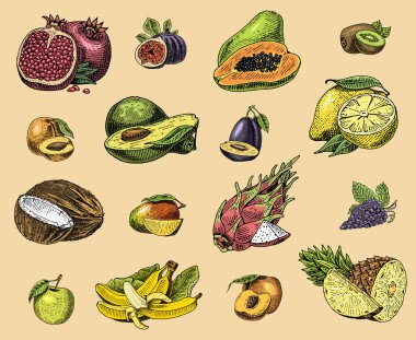 el kümesi oyulmuş taze meyve, vejetaryen yemek, bitkiler, vintage portakal ve elma, Hindistan cevizi, gragonfruit, armut, şeftali, üzüm Erik tanzim.