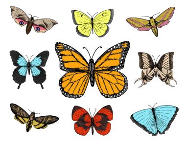 dövme ya da boho t-shirt veya scrapbooking tasarım. Özgürlük ve seyahat mistik ezoterik sembolü. Kelebek veya böcek kroki. böcekbilime koleksiyonu. oyulmuş elle çizilmiş eski kroki ve vintage tarzı