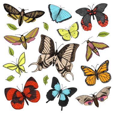 dövme ya da boho t-shirt veya scrapbooking tasarım. Özgürlük ve seyahat mistik ezoterik sembolü. Kelebek veya böcek kroki. böcekbilime koleksiyonu. oyulmuş elle çizilmiş eski kroki ve vintage tarzı