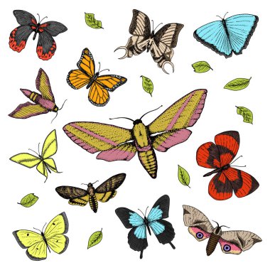 dövme ya da boho t-shirt veya scrapbooking tasarım. Özgürlük ve seyahat mistik ezoterik sembolü. Kelebek veya böcek kroki. böcekbilime koleksiyonu. oyulmuş elle çizilmiş eski kroki ve vintage tarzı