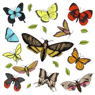 dövme ya da boho t-shirt veya scrapbooking tasarım. Özgürlük ve seyahat mistik ezoterik sembolü. Kelebek veya böcek kroki. böcekbilime koleksiyonu. oyulmuş elle çizilmiş eski kroki ve vintage tarzı