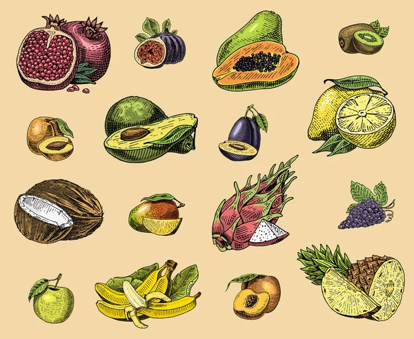 Conjunto de frutas frescas, alimentos vegetarianos, plantas, naranja vintage y manzana, uva con coco, gragonfruit, pera, melocotón, ciruela . — Vector de stock