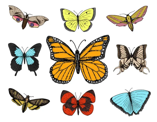 dövme ya da boho t-shirt veya scrapbooking tasarım. Özgürlük ve seyahat mistik ezoterik sembolü. Kelebek veya böcek kroki. böcekbilime koleksiyonu. oyulmuş elle çizilmiş eski kroki ve vintage tarzı