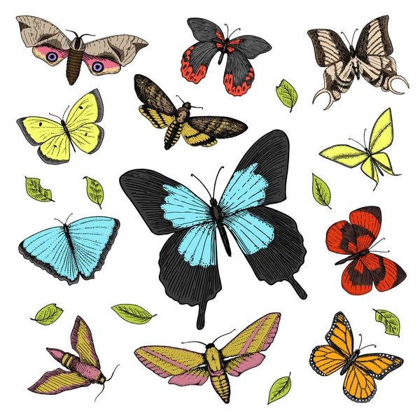 dövme ya da boho t-shirt veya scrapbooking tasarım. Özgürlük ve seyahat mistik ezoterik sembolü. Kelebek veya böcek kroki. böcekbilime koleksiyonu. oyulmuş elle çizilmiş eski kroki ve vintage tarzı