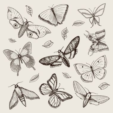 dövme ya da boho t-shirt veya scrapbooking tasarım. Özgürlük ve seyahat mistik ezoterik sembolü. Kelebek veya böcek kroki. böcekbilime koleksiyonu. oyulmuş elle çizilmiş eski kroki ve vintage tarzı