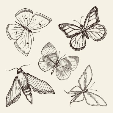 dövme ya da boho t-shirt veya scrapbooking tasarım. Özgürlük ve seyahat mistik ezoterik sembolü. Kelebek veya böcek kroki. böcekbilime koleksiyonu. oyulmuş elle çizilmiş eski kroki ve vintage tarzı