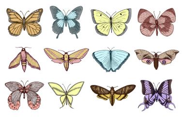 dövme ya da boho t-shirt veya scrapbooking tasarım. Özgürlük ve seyahat mistik ezoterik sembolü. Kelebek veya böcek kroki. böcekbilime koleksiyonu. oyulmuş elle çizilmiş eski kroki ve vintage tarzı