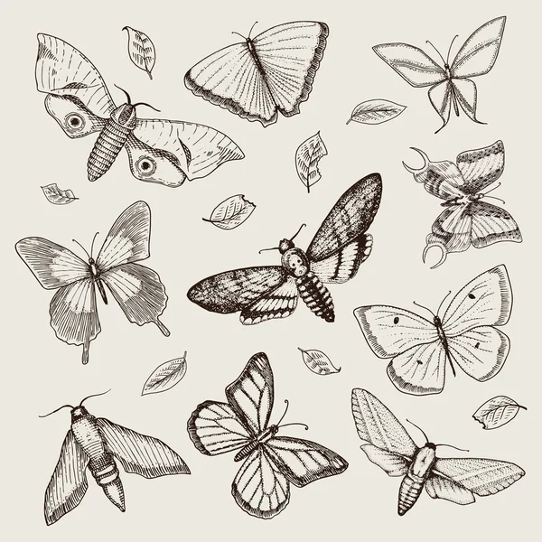 Tatouage ou boho t-shirt ou scrapbooking design. Symbole ésotérique mystique de liberté et de voyage. croquis papillon ou insecte. collection entomologique. gravé à la main dessiné dans un vieux croquis et style vintage — Image vectorielle