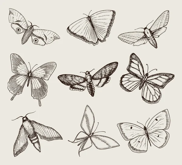 Tatuering eller boho t-shirt eller scrapbooking design. Mystiska esoteriska symbol för frihet och resor. Butterfly eller insekt skiss. entomologiska samling. graverade handritad i gammal skiss och vintage stil — Stock vektor