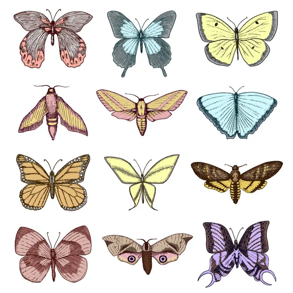 dövme ya da boho t-shirt veya scrapbooking tasarım. Özgürlük ve seyahat mistik ezoterik sembolü. Kelebek veya böcek kroki. böcekbilime koleksiyonu. oyulmuş elle çizilmiş eski kroki ve vintage tarzı