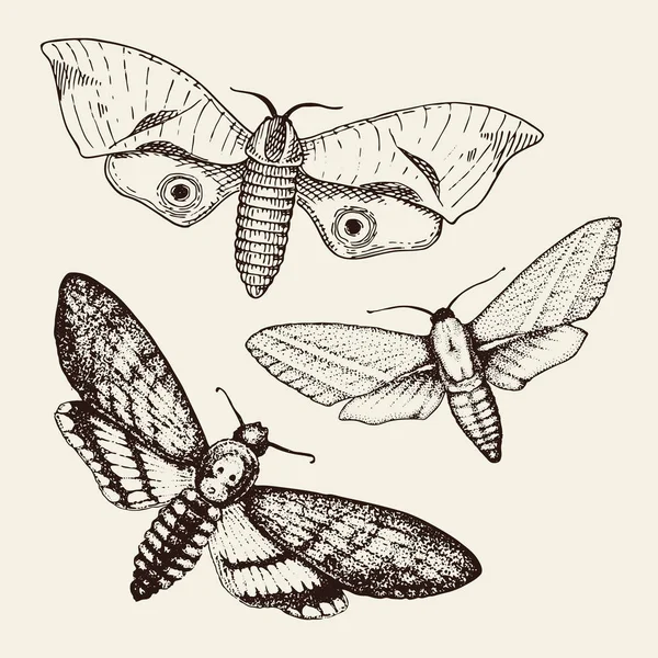Τατουάζ ή boho σχεδιασμό t-shirt ή scrapbooking. Μυστικιστική απόκρυφα σύμβολο της ελευθερίας και ταξιδιού. πεταλούδα ή έντομο σκίτσο. εντομολογική συλλογή. χαραγμένο χέρι σε παλιό σκίτσο και vintage στυλ — Διανυσματικό Αρχείο