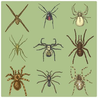 Örümcek ya da örümcek türleri, dünya, eski vintage halloween veya fobi için en tehlikeli böcek tasarım. çekilmiş, oyulmuş Mayıs el kullanım dövme, web ve zehir kara dul, tarantula, birdeater için