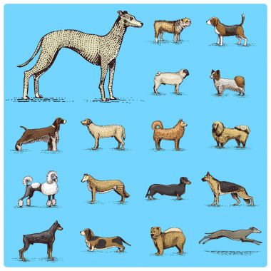 köpek doğurmak kazınmış, elle çizilmiş vektör çizim gravür scratchboard tarzı, vintage tür çizim. pug ve ayarlayıcı, fino köpeği spitz, springer spaniel tazı tazı doberman, çoban.