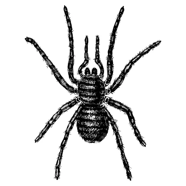 Пауки или паукообразные виды, самые опасные насекомые в мире, старые винтажи для Хэллоуина или фобии дизайн. Ручной рисунок, гравировка может использоваться для татуировки, паутины и яда черная вдова, тарантул, птицеед — стоковый вектор