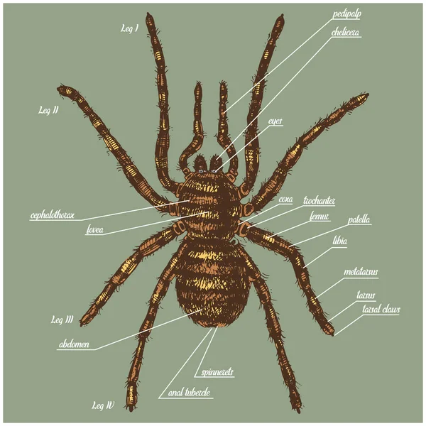 La ilustración de una anatomía de araña incluye todos los nombres de las partes animales. Especies de aves en estilo dibujado o grabado a mano. aracnología — Vector de stock