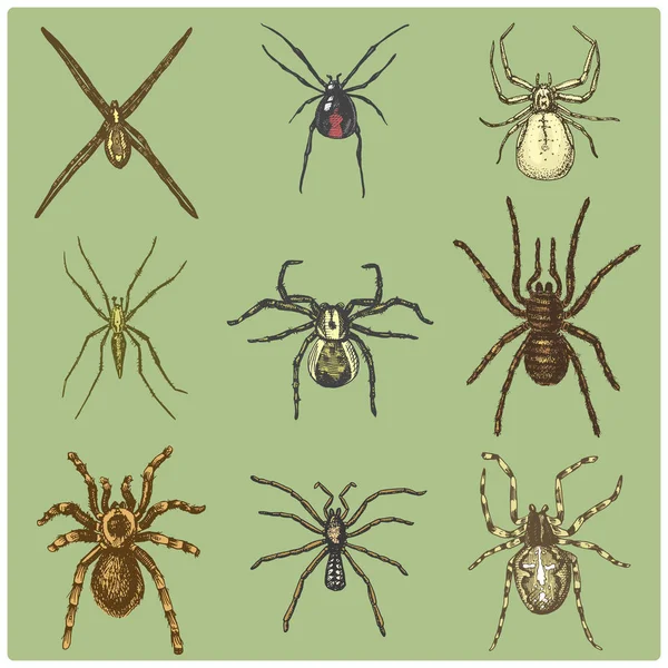Specie ragno o aracnide, insetti più pericolosi del mondo, vecchia annata per il design di Halloween o fobia. disegnato a mano, inciso può utilizzare per tatuaggio, web e veleno vedova nera, tarantola, birdeater — Vettoriale Stock