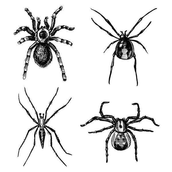 クモやクモの種、世界では、ハロウィーンの恐怖の古いビンテージの最も危険な昆虫をデザインします。手描き、刻まれた 5 月のタトゥー、web と毒クロゴケグモ、タランチュラ、birdeater 用 — ストックベクタ