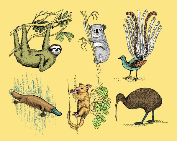 Grande conjunto de símbolos australianos e nova zelândia, animal gravado, vetor desenhado à mão, desenho vintage lobo da tasmânia, papagaio kea, possum, pato faturado ornitorrinco, diabo, numbat. wombat, koala, kiwi bird . — Vetor de Stock