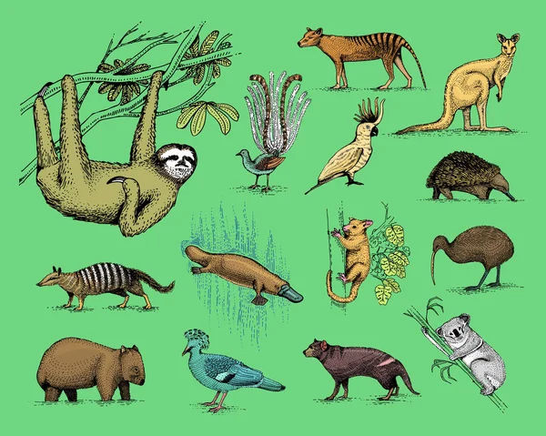 Grande conjunto de símbolos australianos e nova zelândia, animal gravado, vetor desenhado à mão, desenho vintage lobo da tasmânia, papagaio kea, possum, pato faturado ornitorrinco, diabo, numbat. wombat, koala, kiwi bird . —  Vetores de Stock